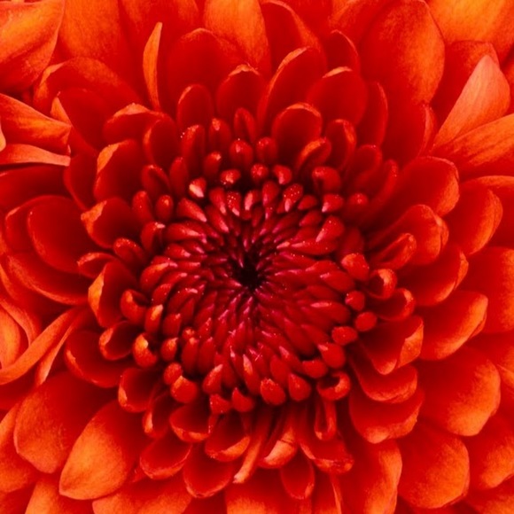 Meet your Posher, Ashanti - Picture 1 of 1